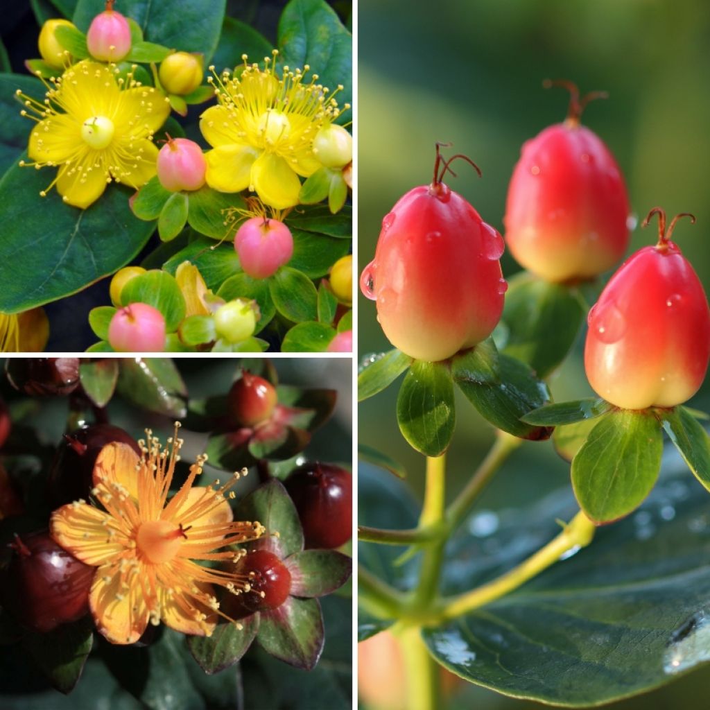 Collezione di Iperico con frutti decorativi