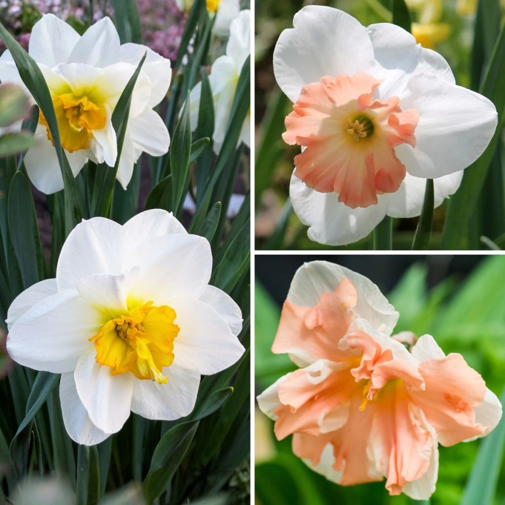 Collezione Narciso Farfalla