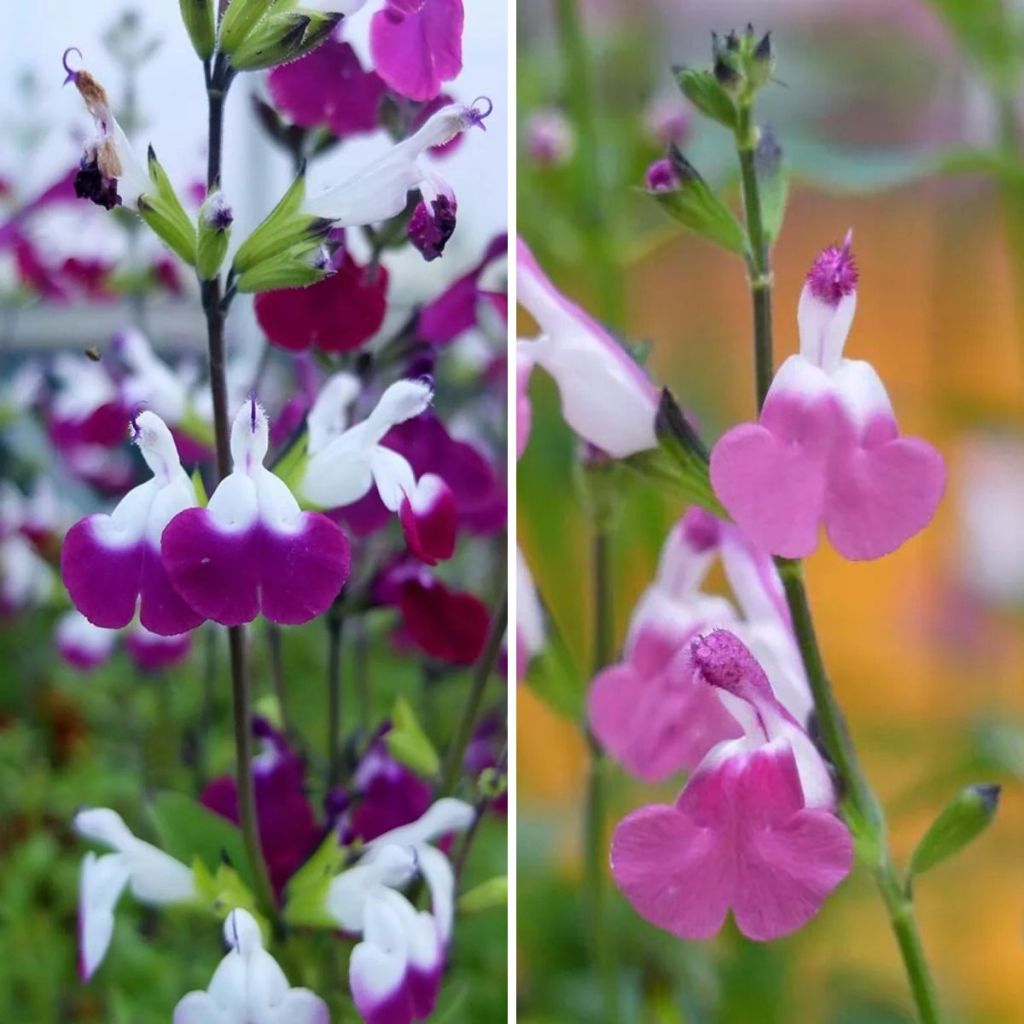 Collezione Salvia arbustiva Lips