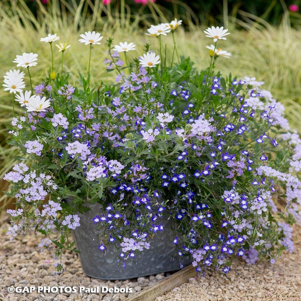 Collezione Sea Dream