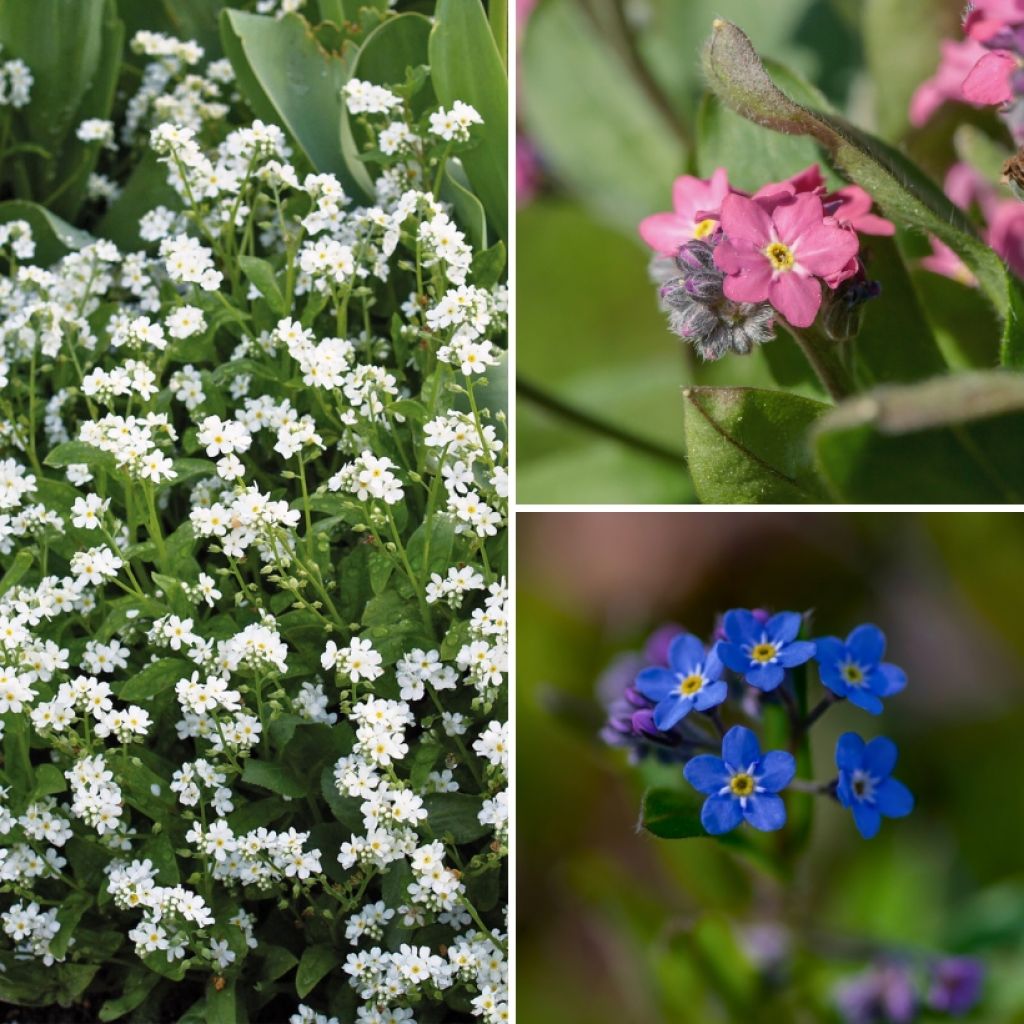 Collezione Nontiscordardimé - Myosotis