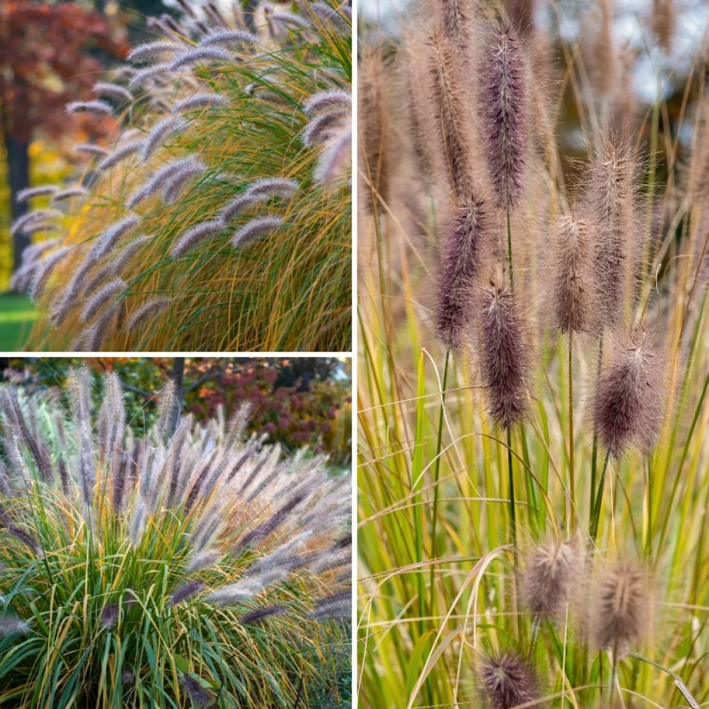 Collezione di Pennisetum - Erbe dalle spighe