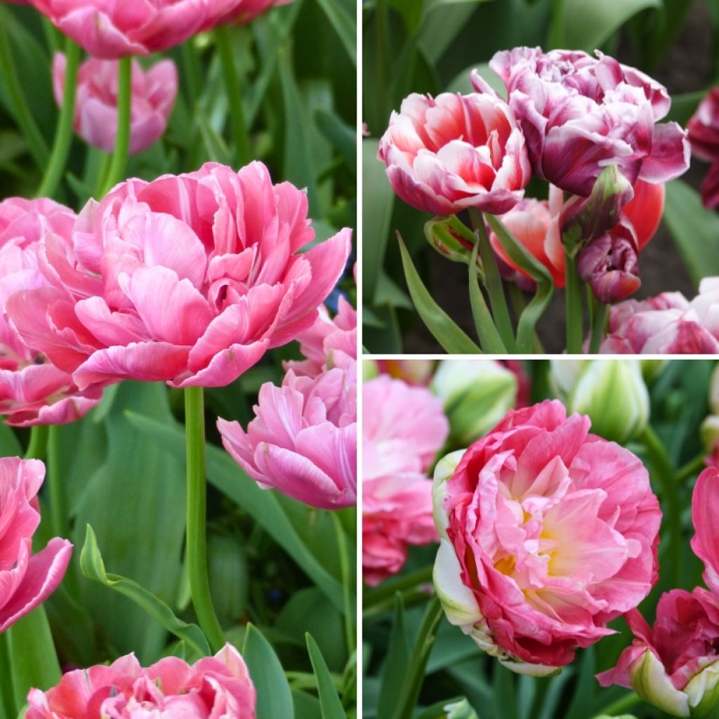 Collezione Sorbetto di Fragola