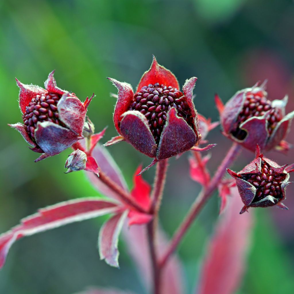 Comarum palustre - Cinquefoglia delle paludi