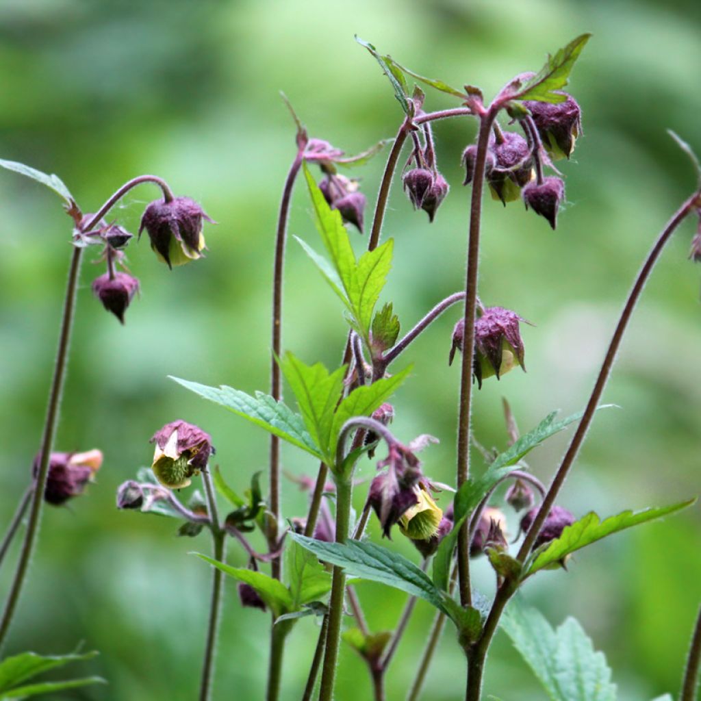Comarum palustre - Cinquefoglia delle paludi