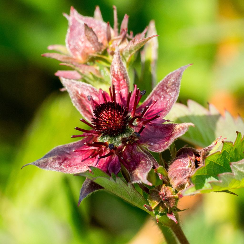 Comarum palustre - Cinquefoglia delle paludi