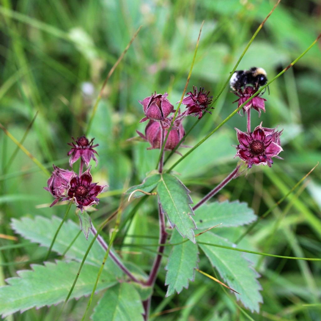 Comarum palustre - Cinquefoglia delle paludi