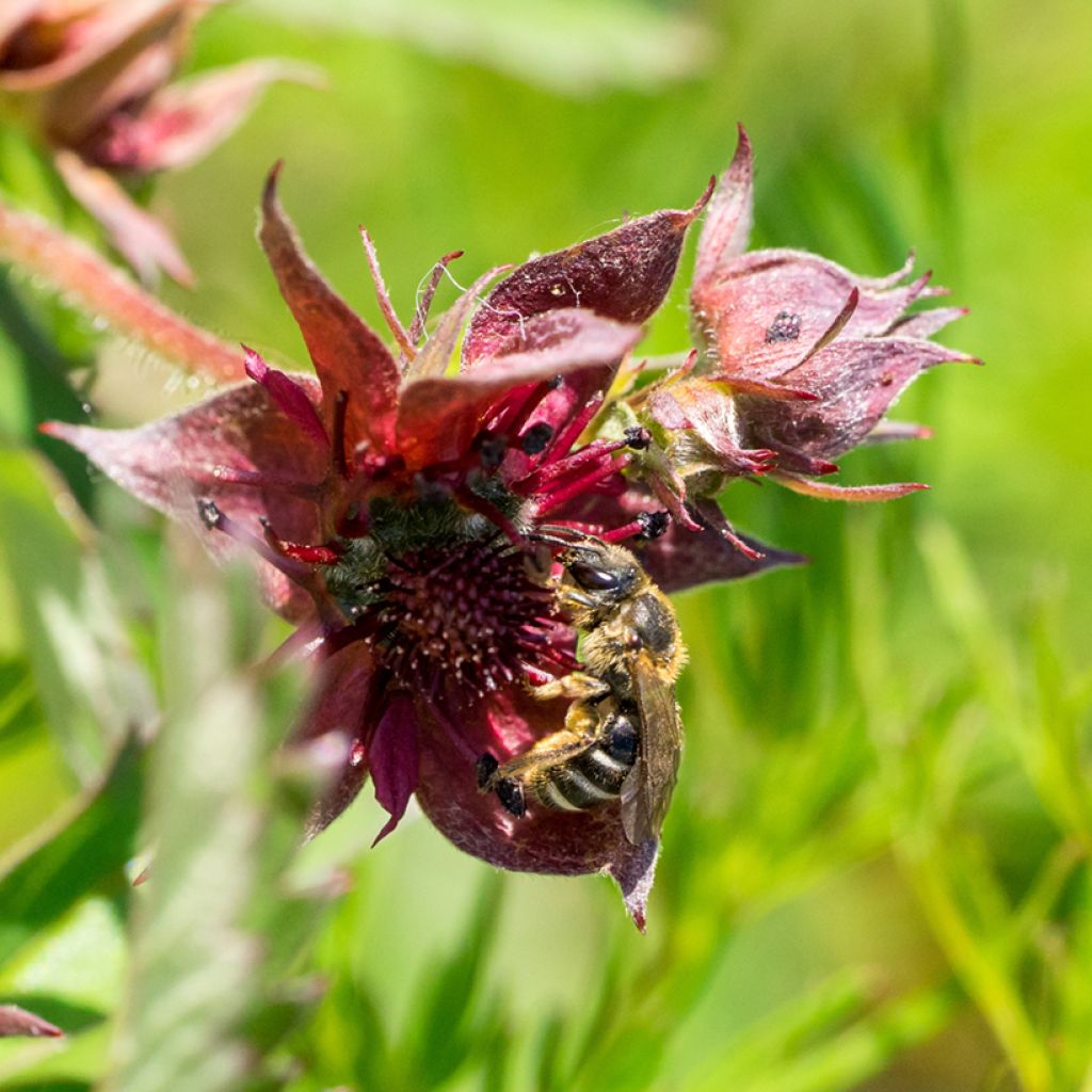 Comarum palustre - Cinquefoglia delle paludi