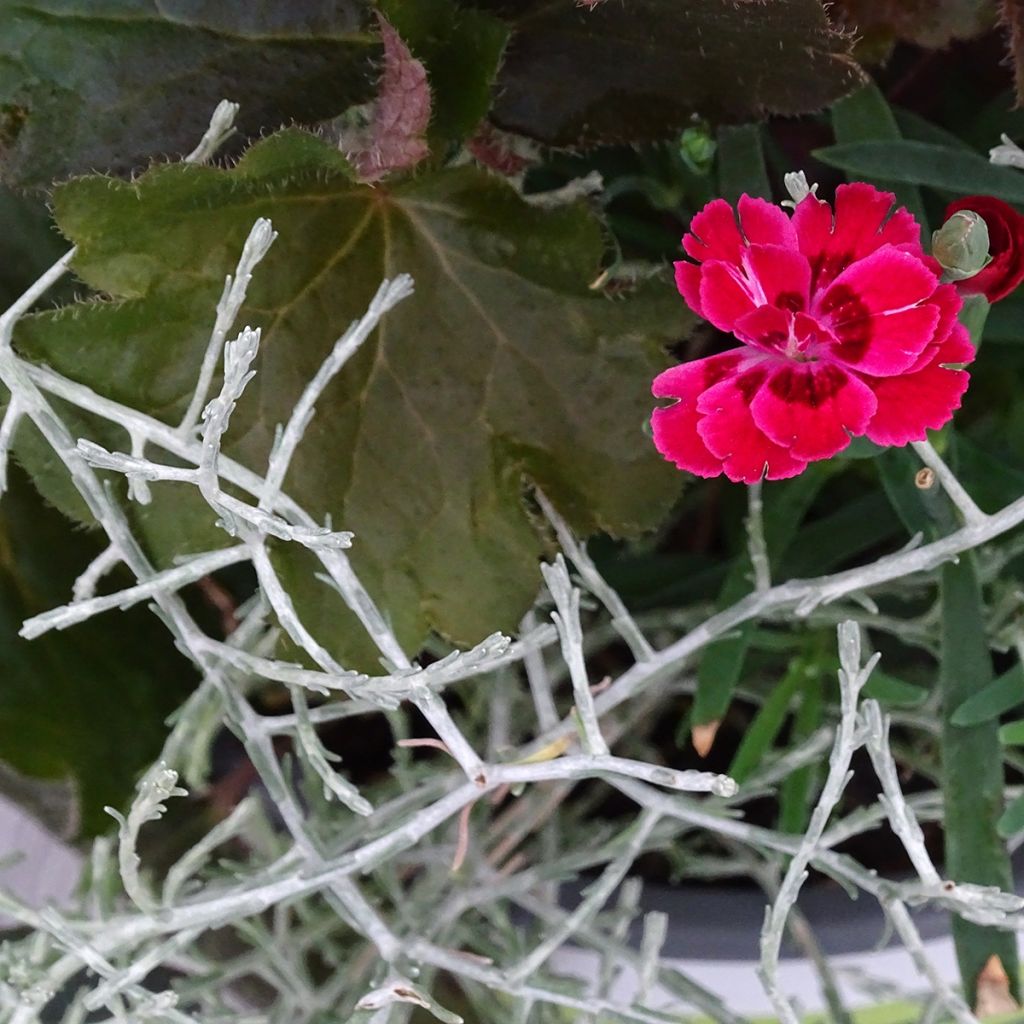 Composizione Passeggiata Mattutina - Composizione di 3 piante