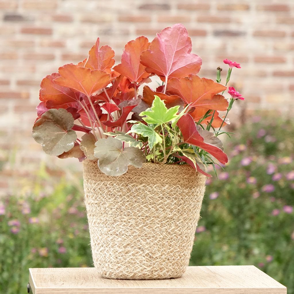 Composizione Portafortuna - composizione di 3 piante