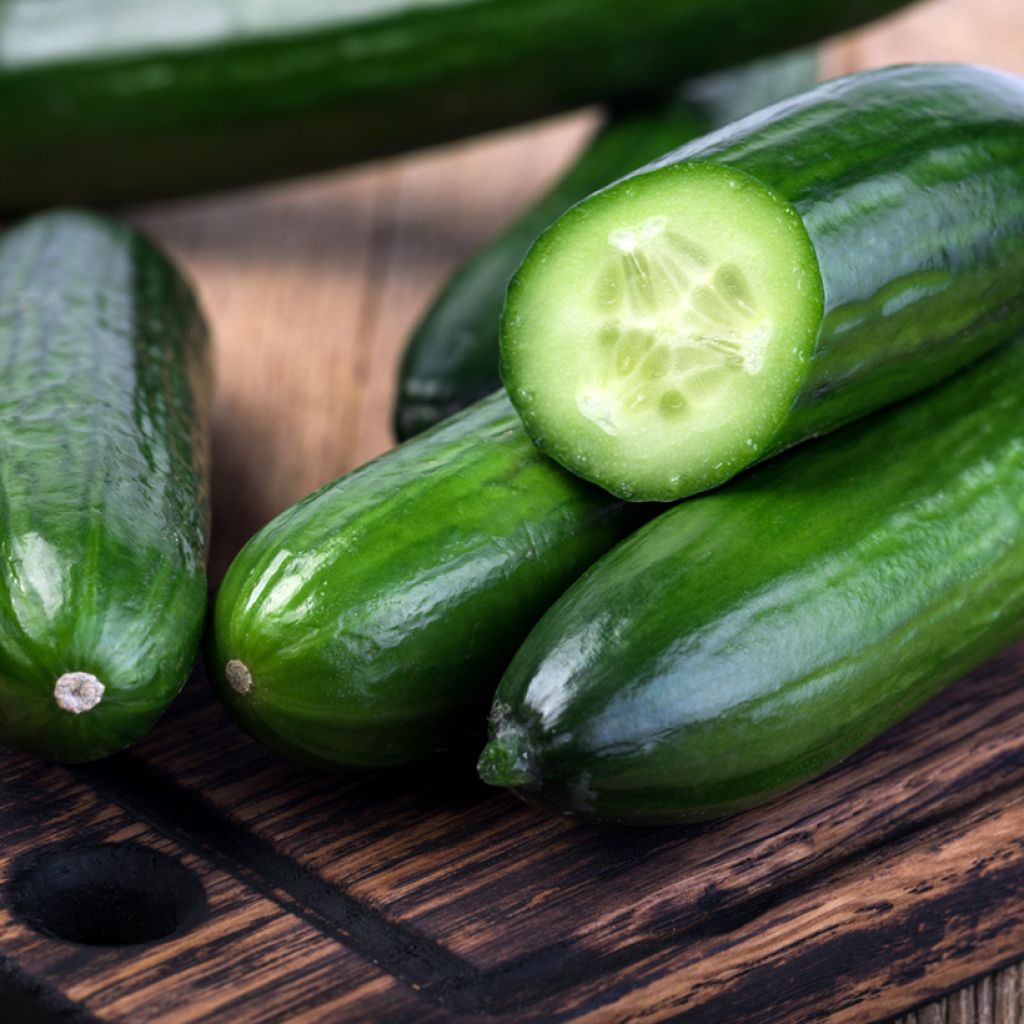 Cetriolo Marketmore 76 (Bio semi)