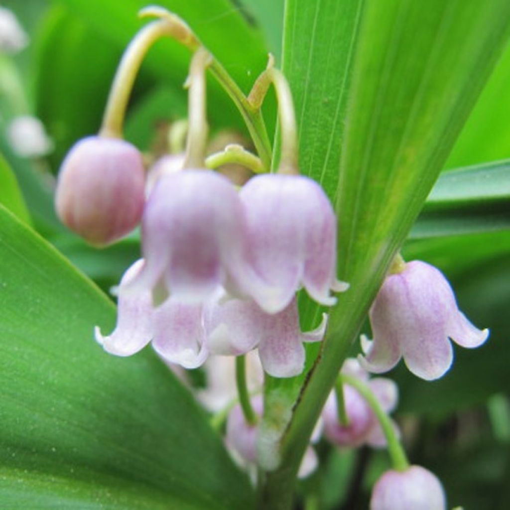 Convallaria majalis Rosea - Mughetto