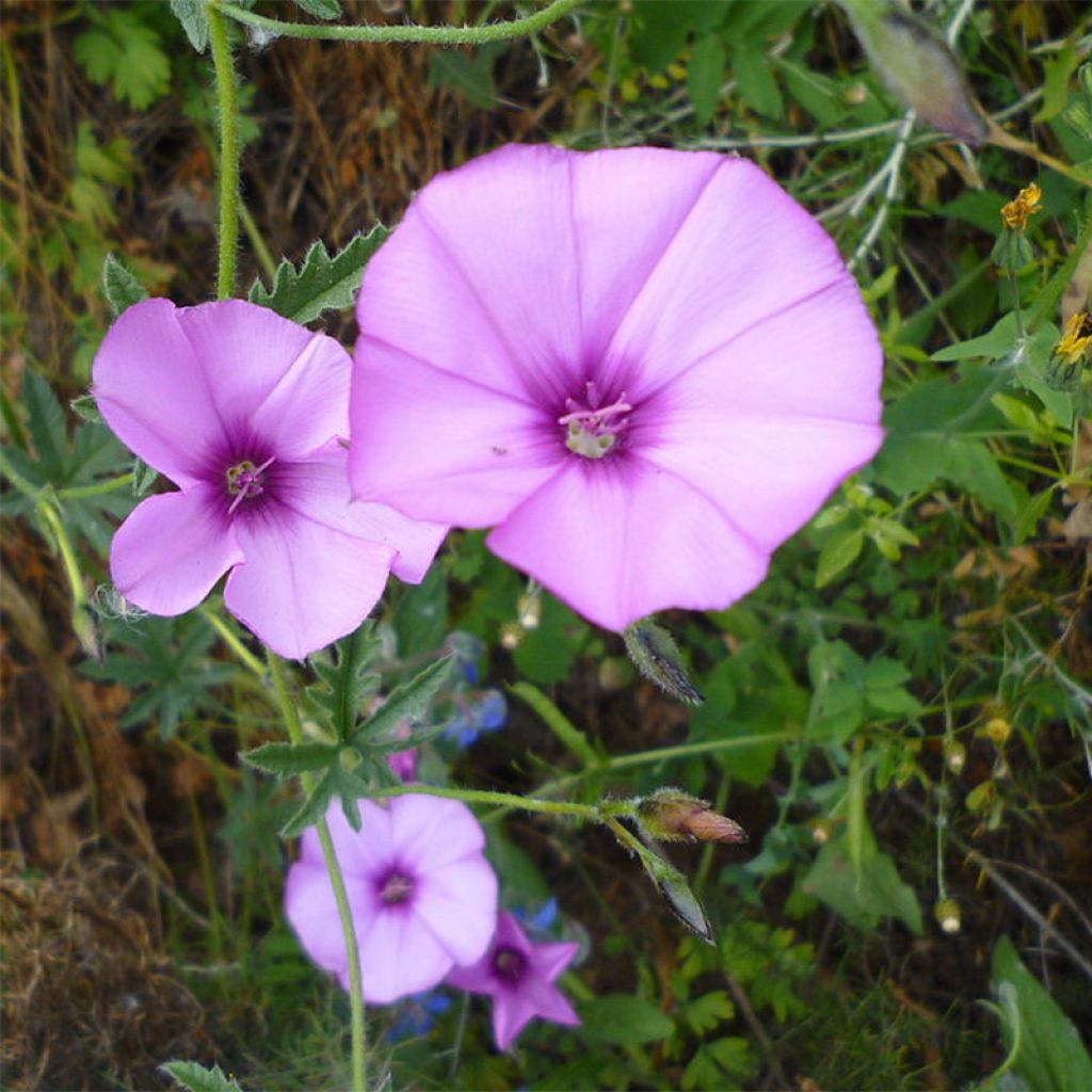 Convolvulus althaeoides - Vilucchio rosso