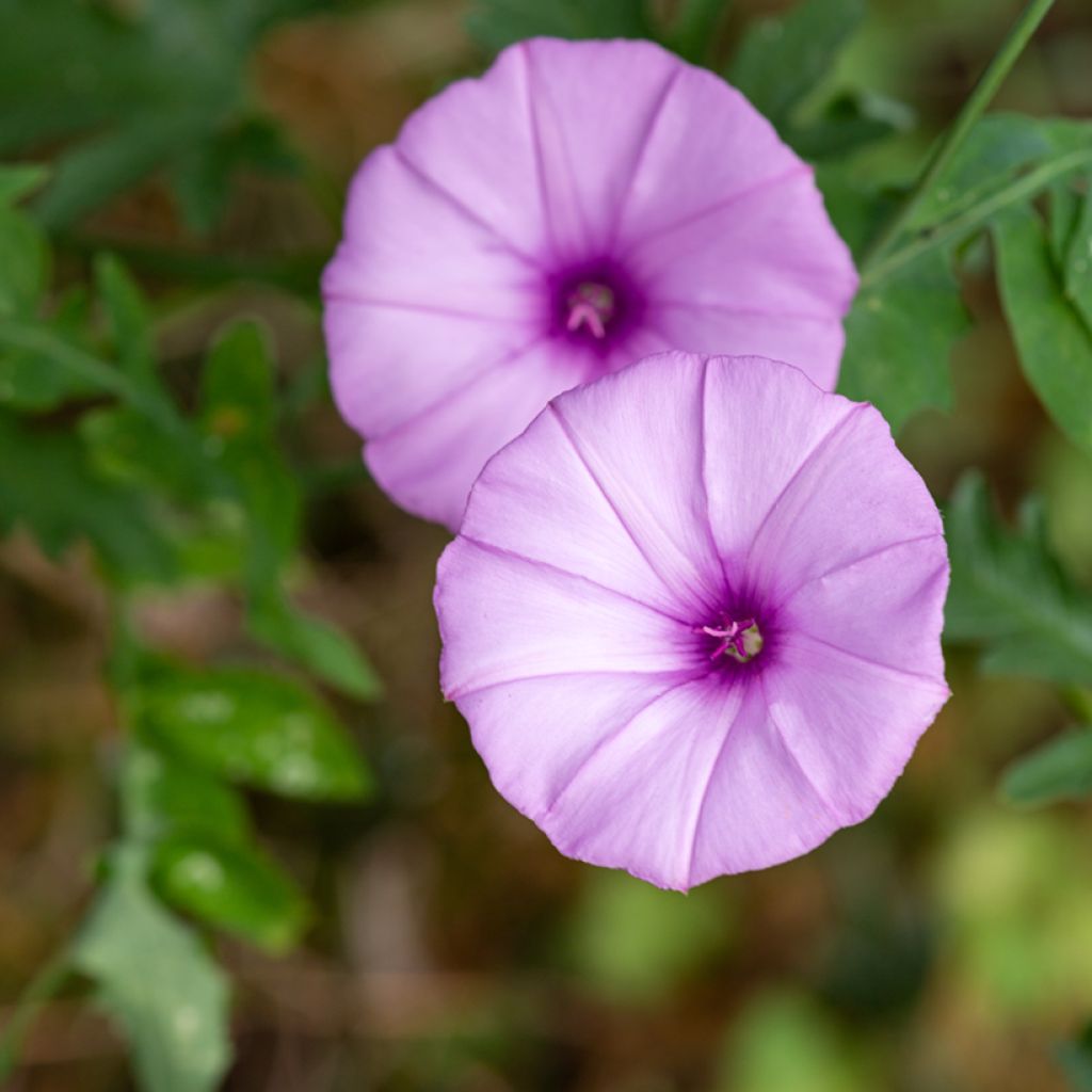 Convolvulus althaeoides - Vilucchio rosso