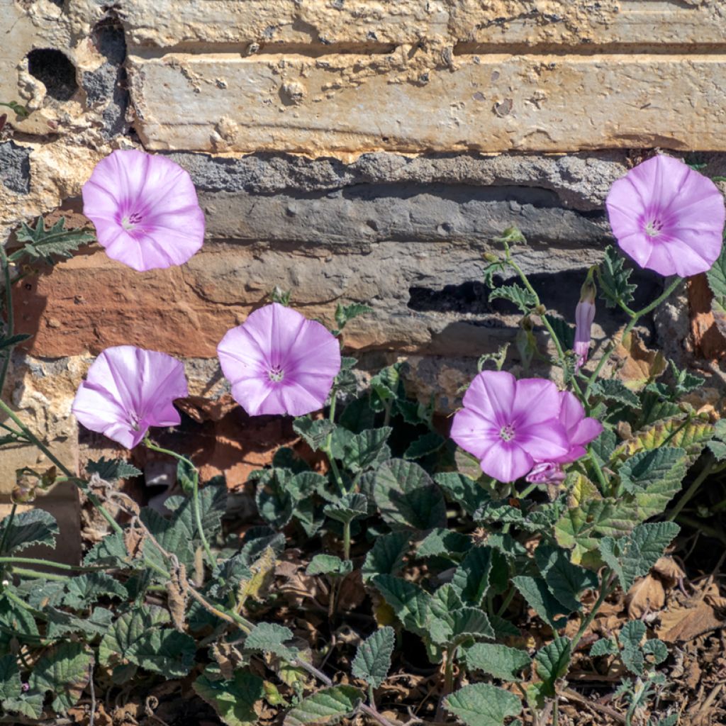 Convolvulus althaeoides - Vilucchio rosso