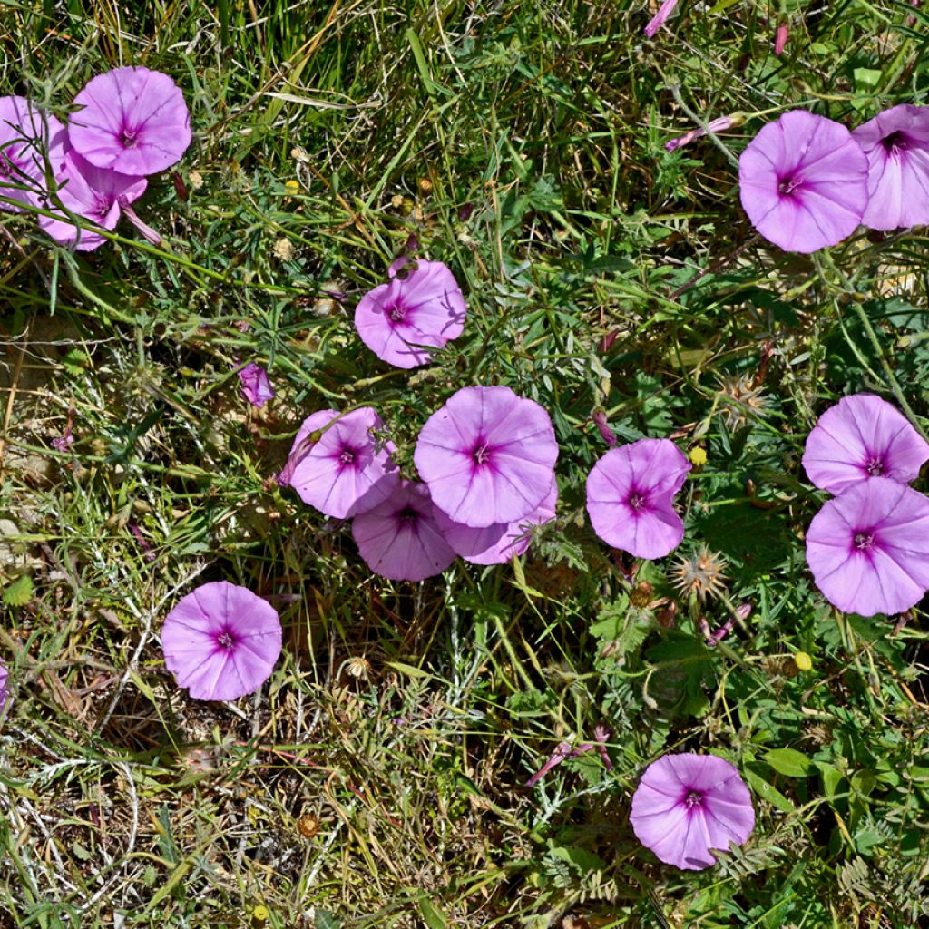Convolvulus althaeoides - Vilucchio rosso