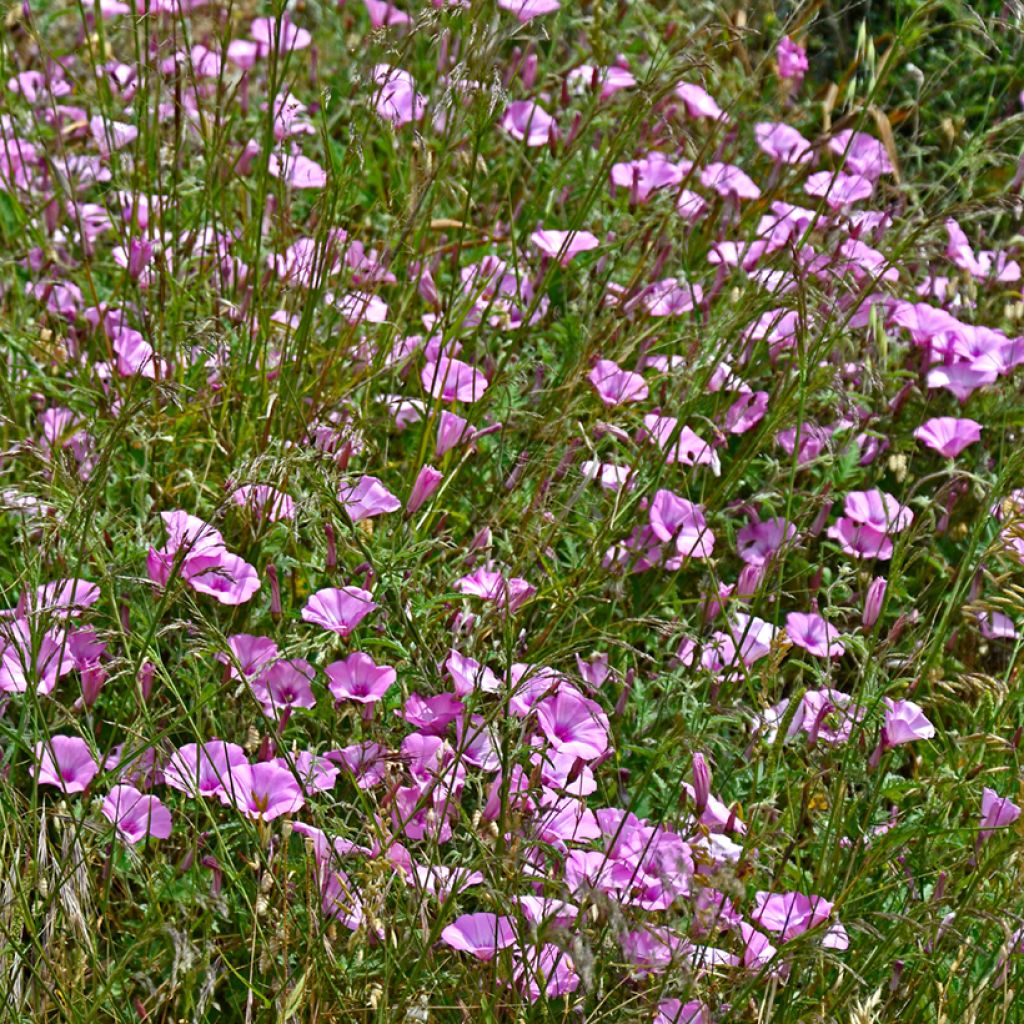 Convolvulus althaeoides - Vilucchio rosso