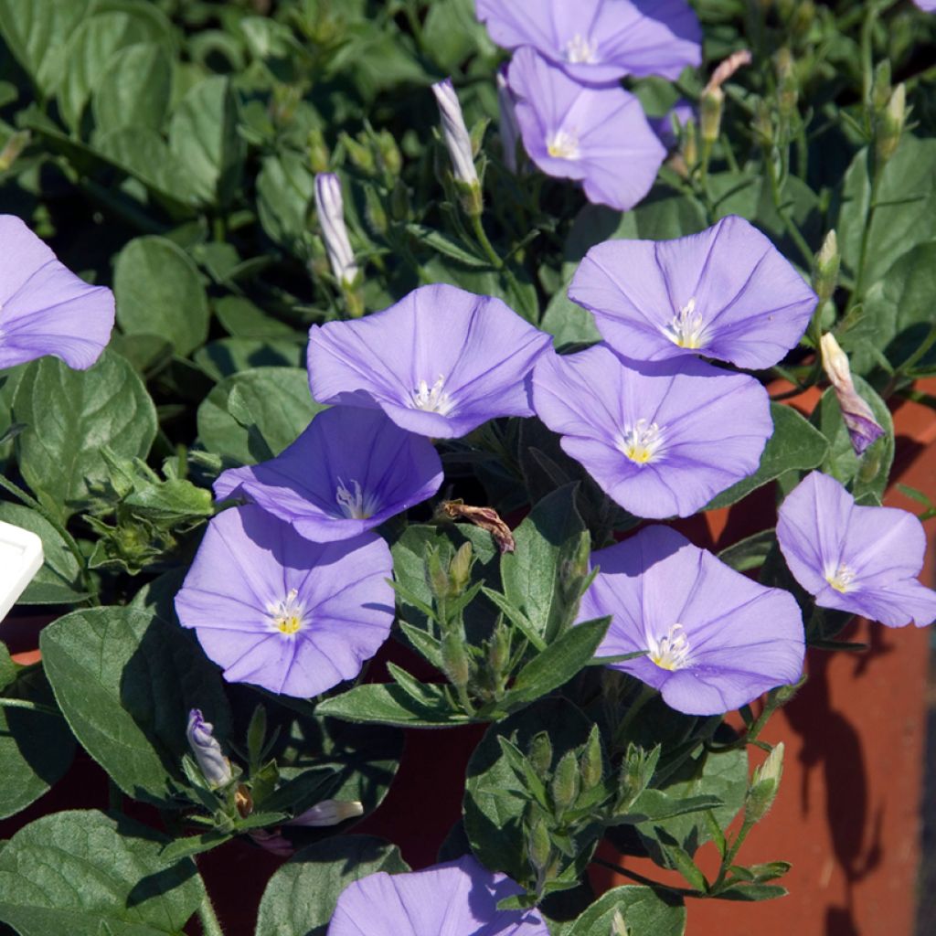 Convolvulus sabatius - Convolvolo
