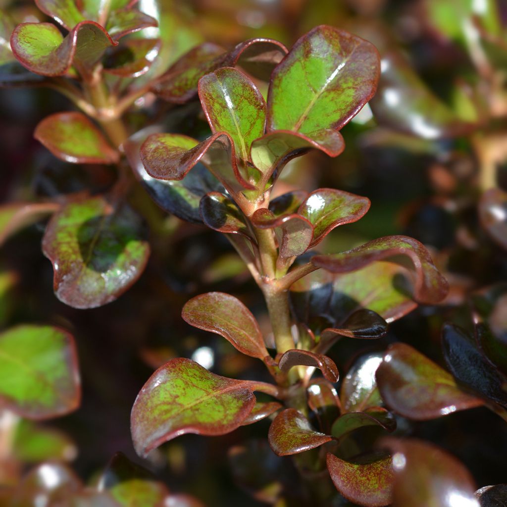 Coprosma Chocolate Soldier - Pianta specchio