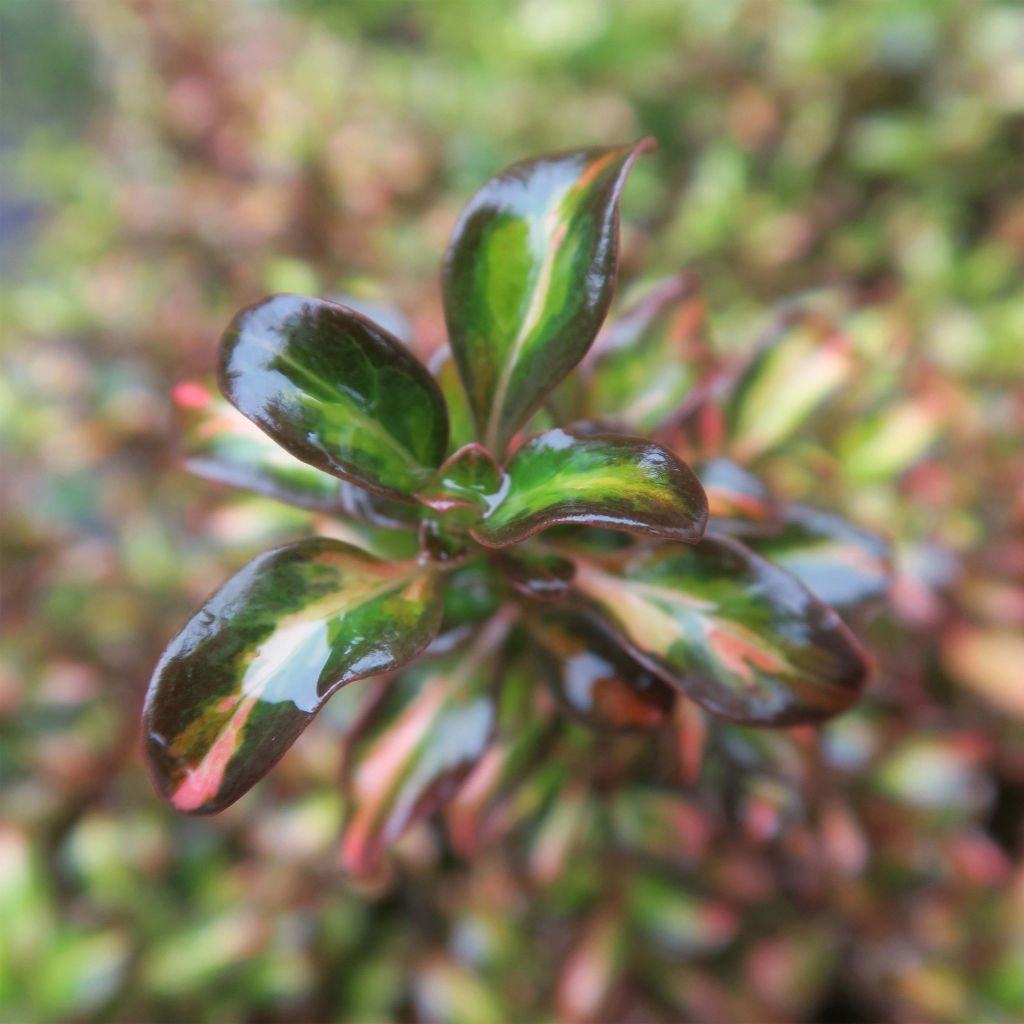 Coprosma Evening Glow - Pianta specchio