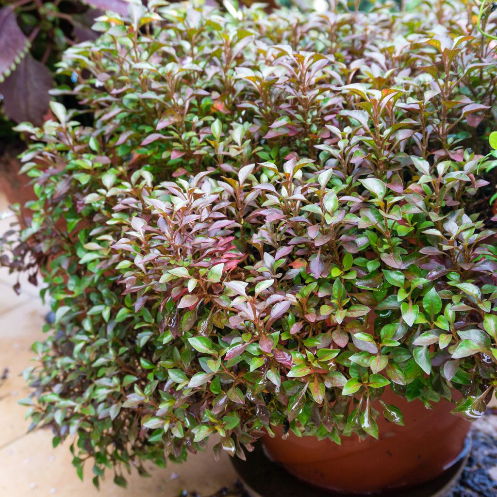 Coprosma Evening Glow - Pianta specchio