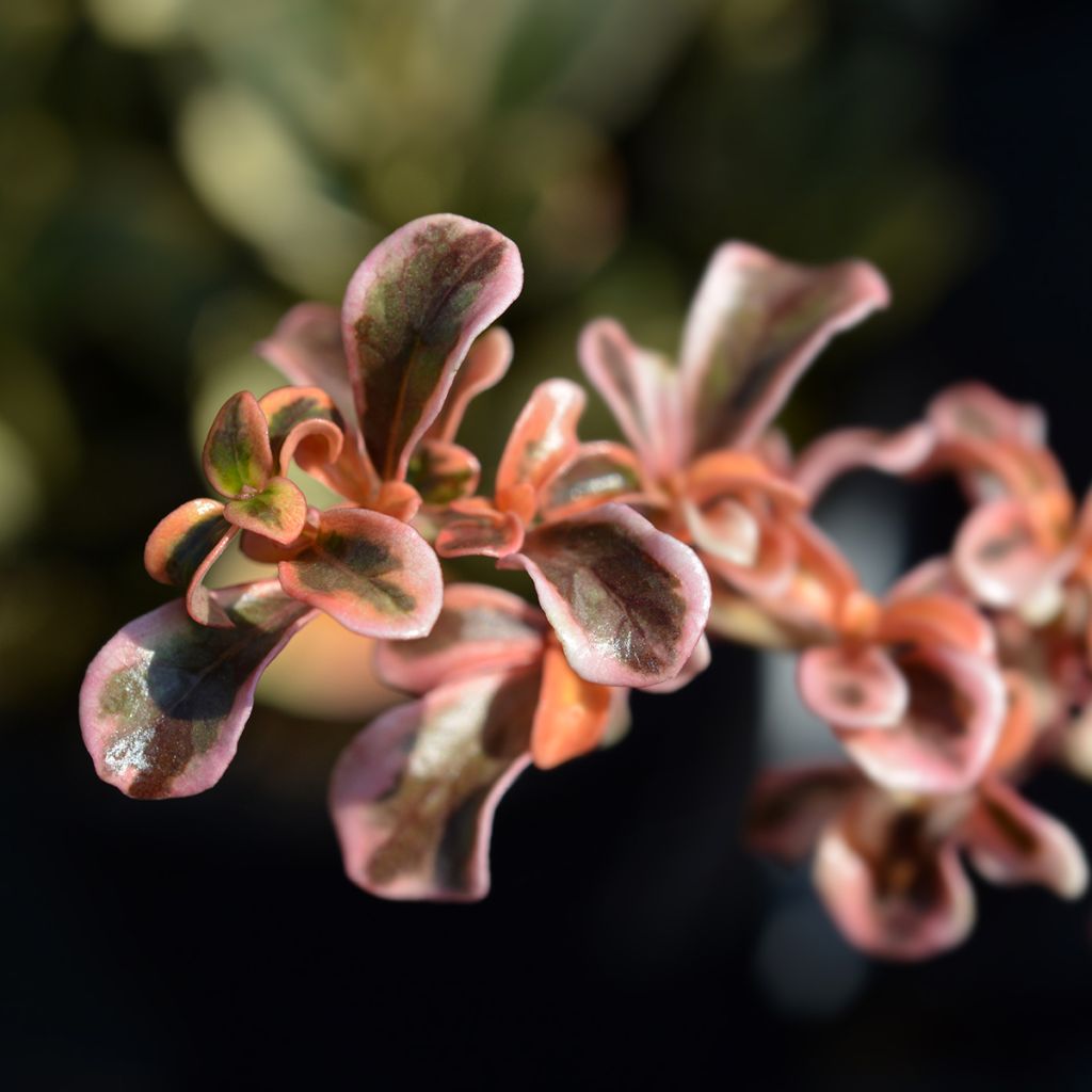 Coprosma Evening Glow - Pianta specchio