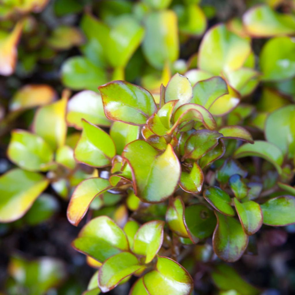 Coprosma robusta Pina colada - Pianta specchio