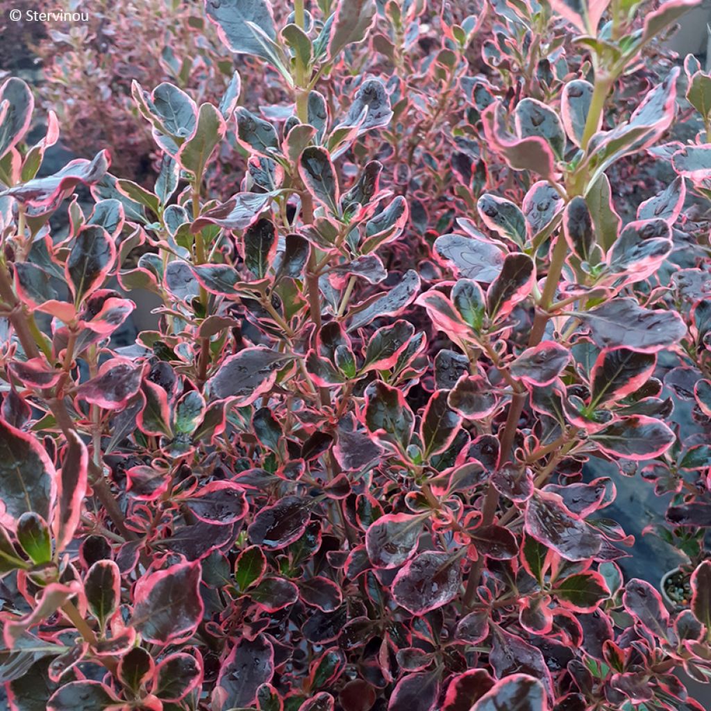Coprosma repens Eclipse (semi) - Pianta specchio