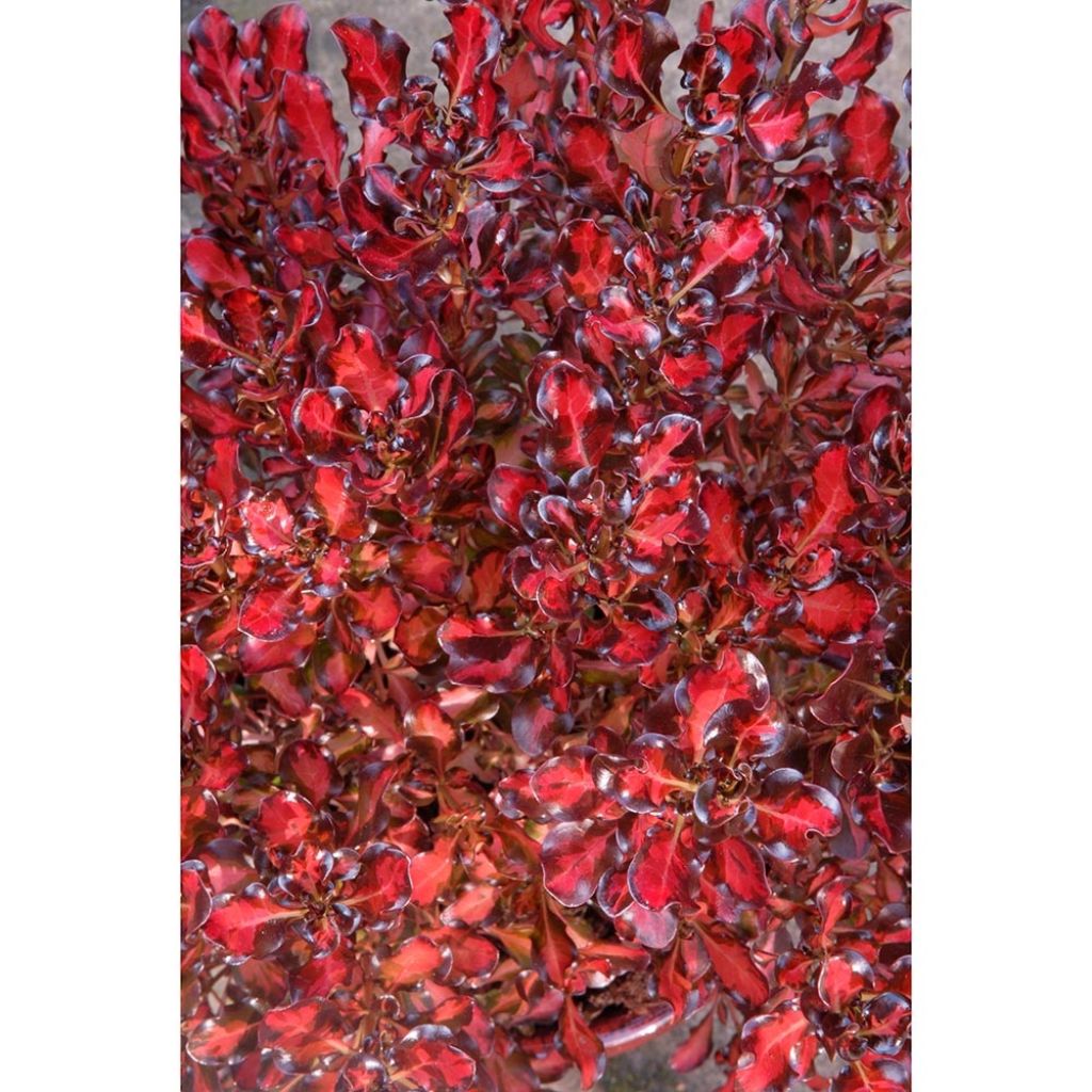 Coprosma Pacific Sunset - Pianta specchio