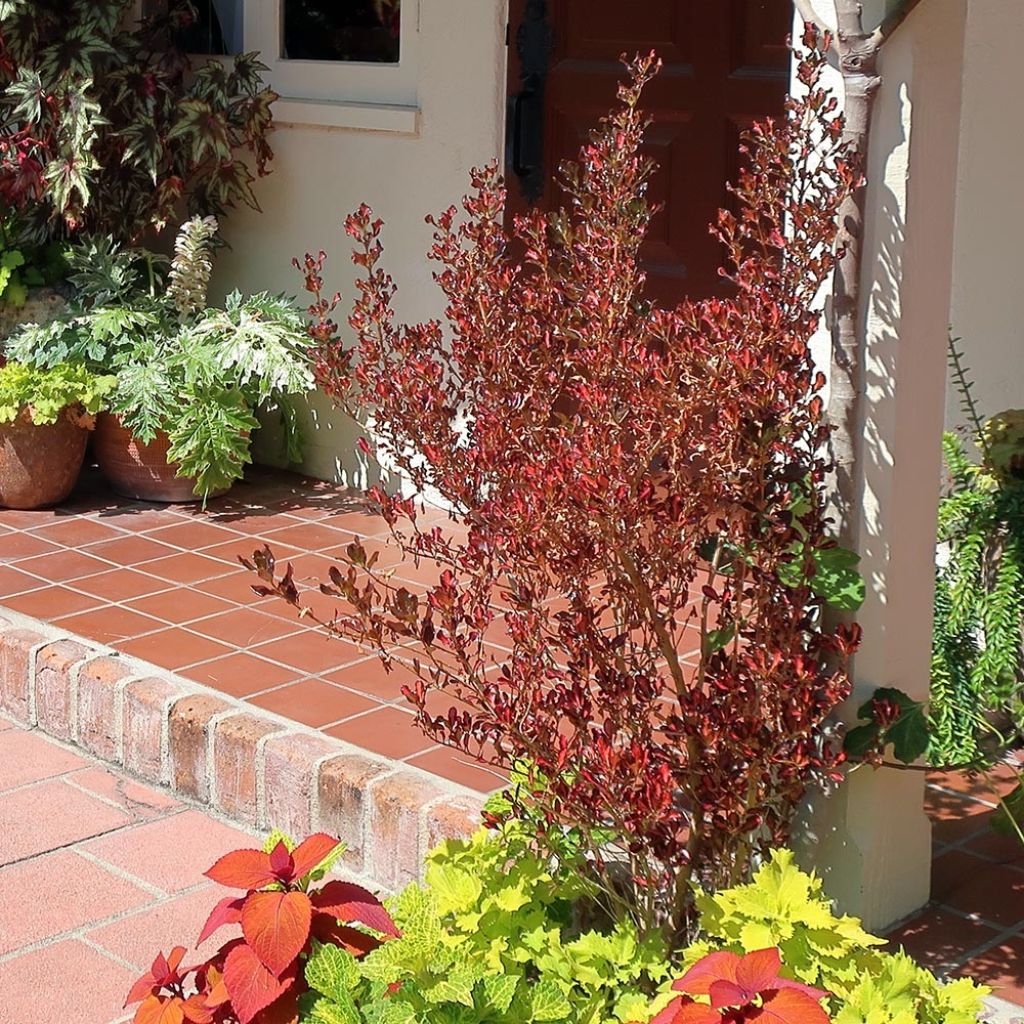 Coprosma Pacific Sunset - Pianta specchio