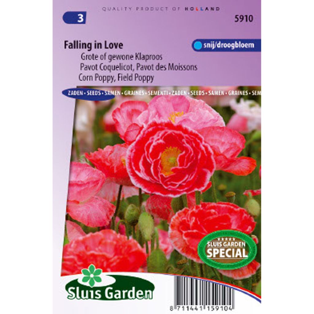 Papavero comune Falling in Love