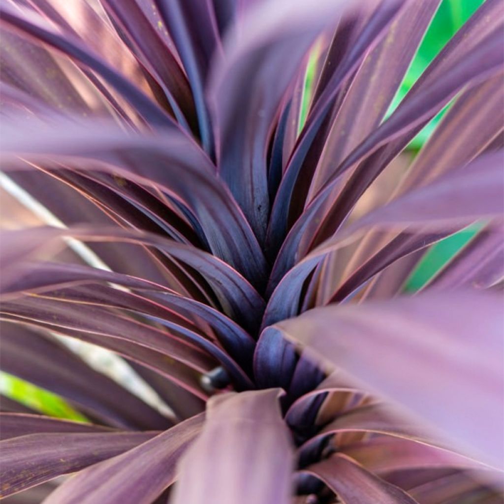 Cordyline australis Black Knight - Cordiline