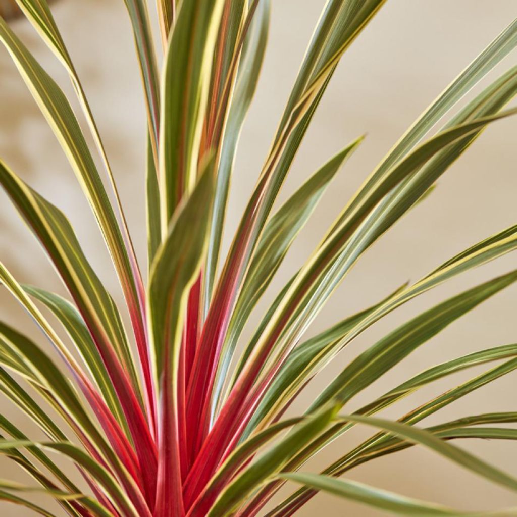 Cordyline australis Magic Star - Cordiline