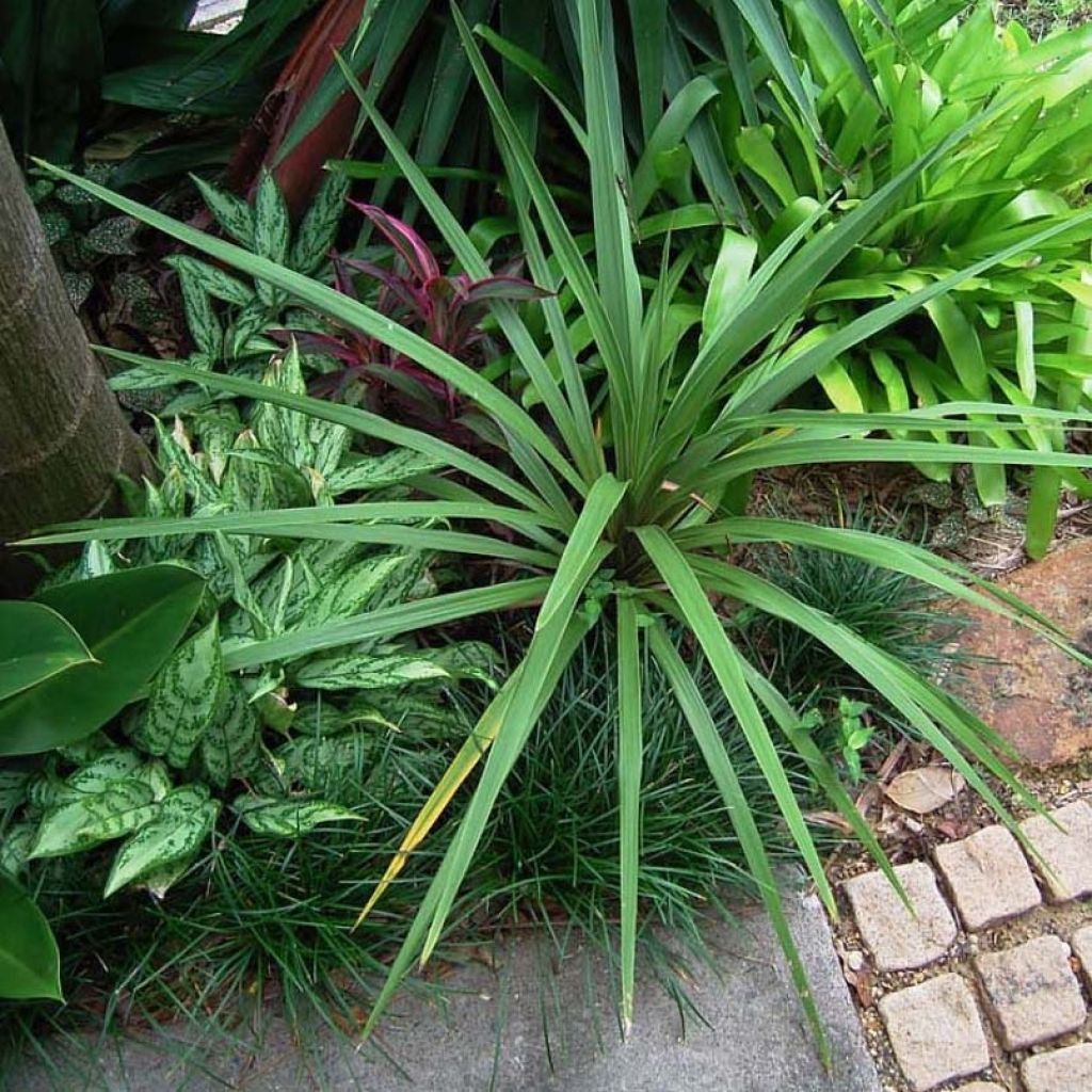 Cordyline australis Peko