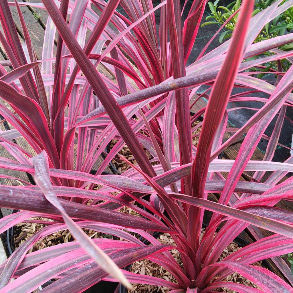 Cordyline australis Pink passion - Cordiline
