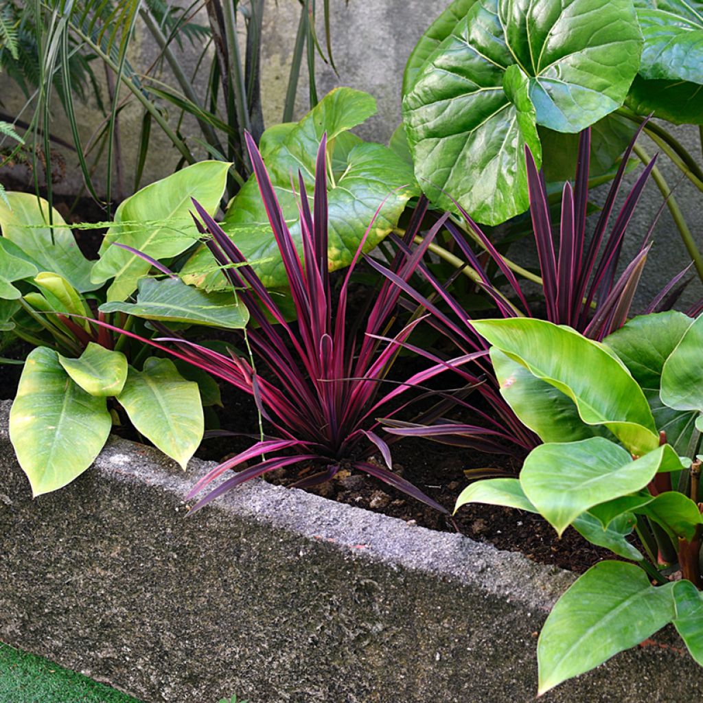 Cordyline australis Pink passion - Cordiline