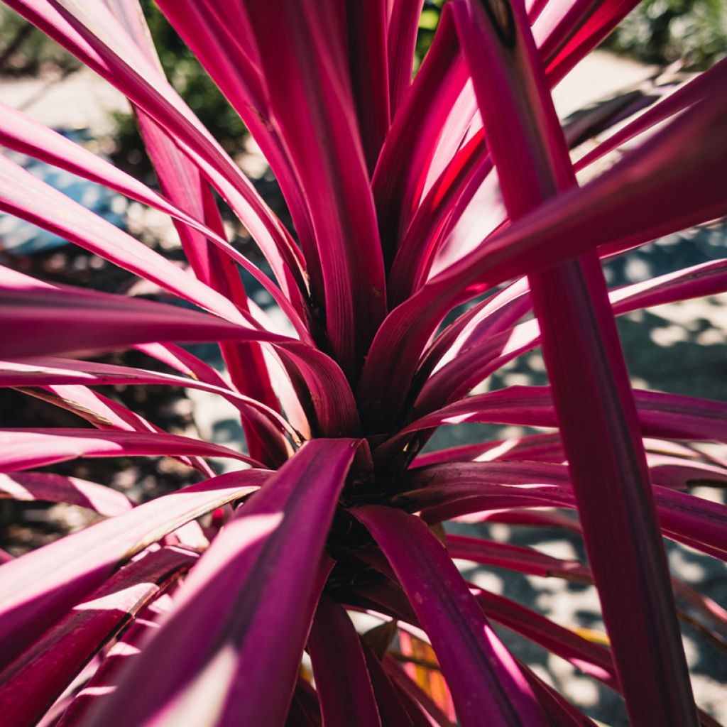Cordyline australis Pink passion - Cordiline