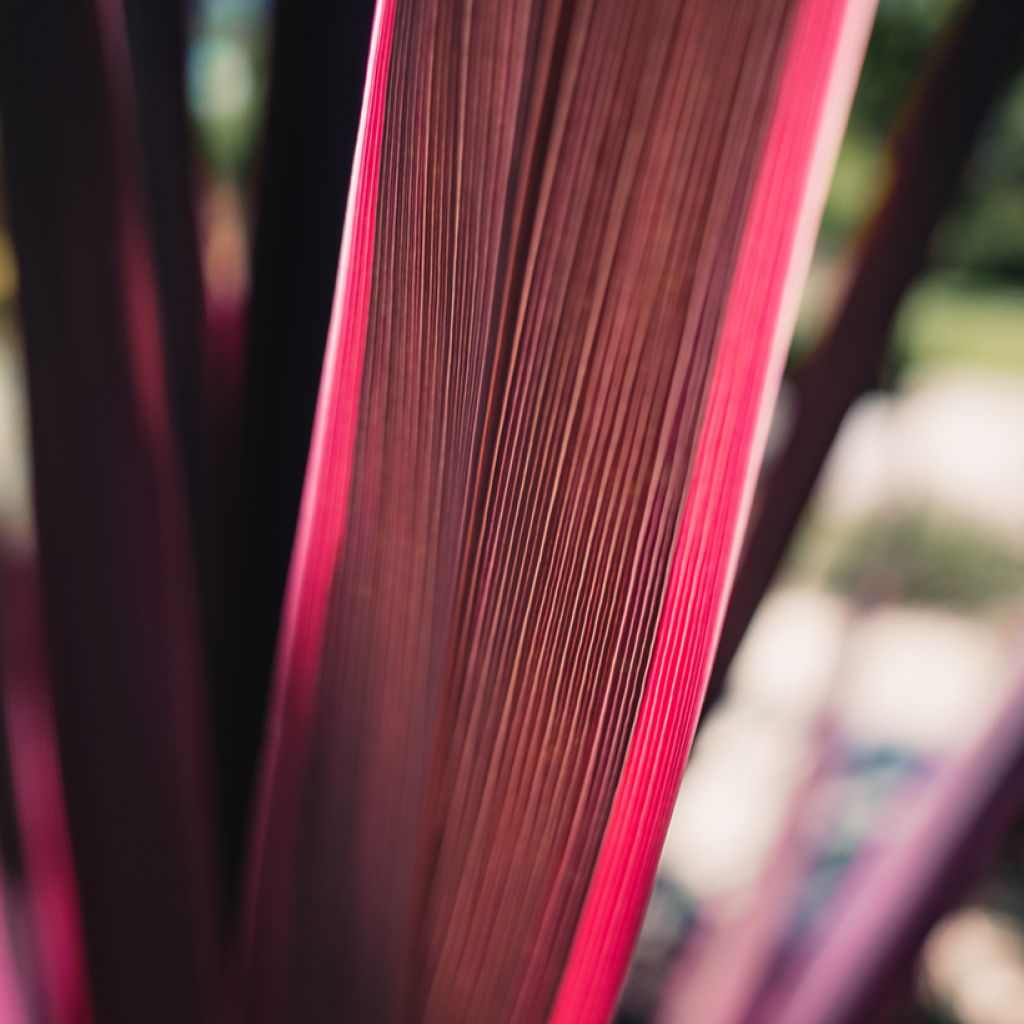 Cordyline australis Pink passion - Cordiline