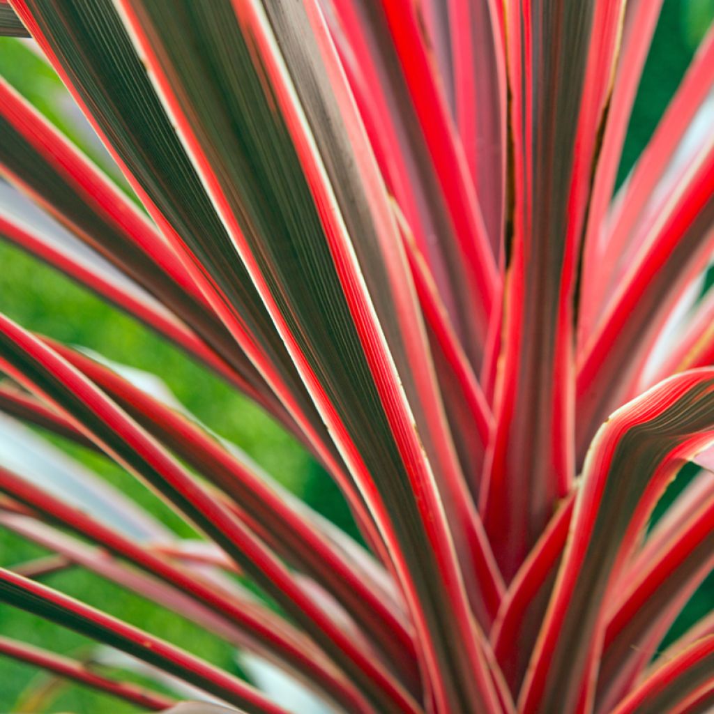 Cordyline australis Pink passion - Cordiline