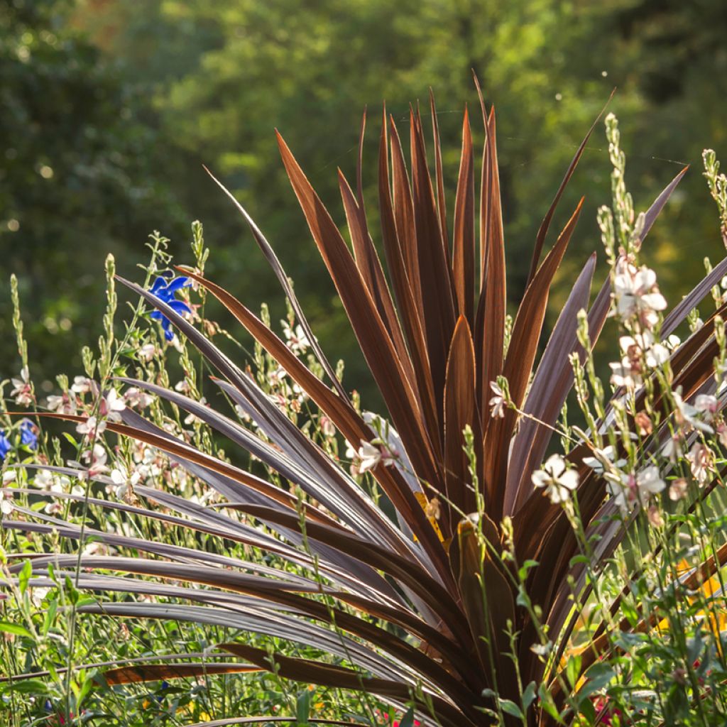 Cordyline australis Purpurea - Cordiline