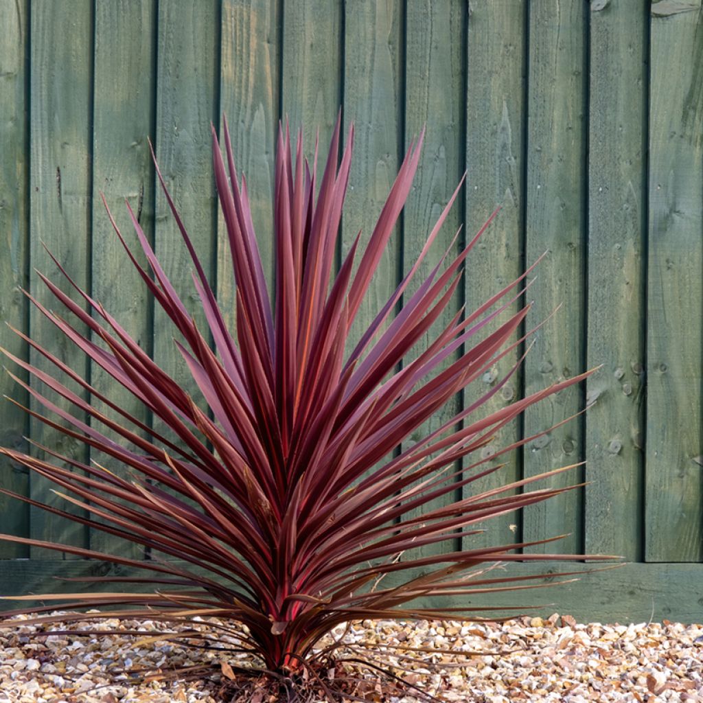 Cordyline australis Purpurea - Cordiline