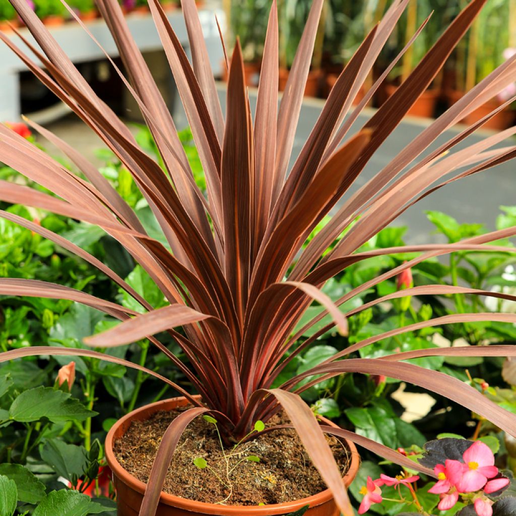 Cordyline australis Purpurea - Cordiline