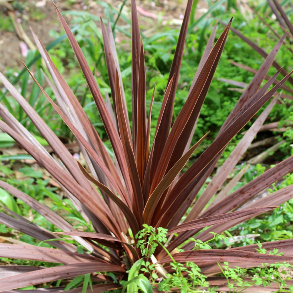Cordyline australis Purpurea - Cordiline