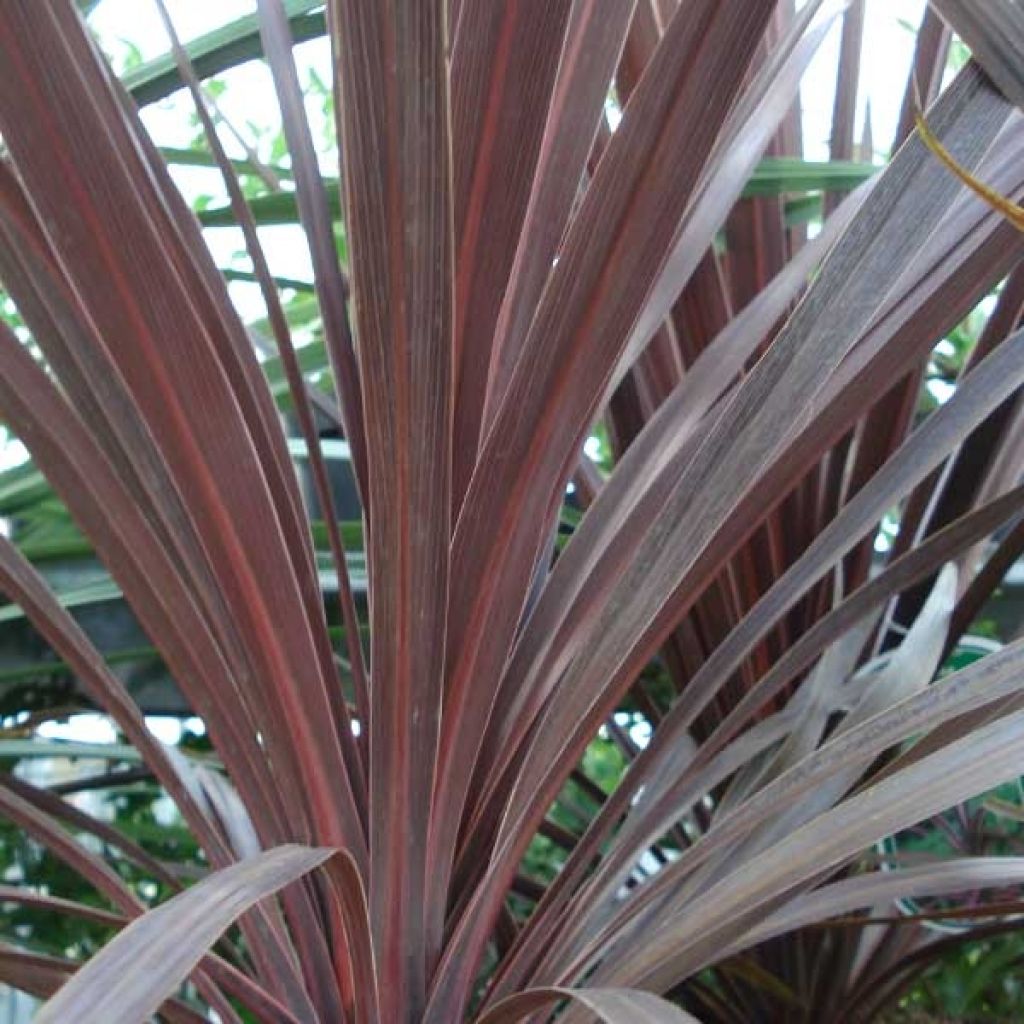 Cordyline australis Red Star - Cordiline