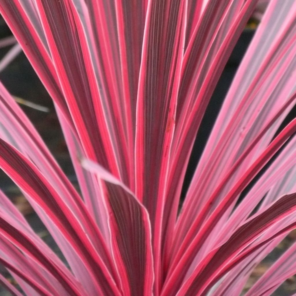 Cordyline australis Sunrise - Cordiline