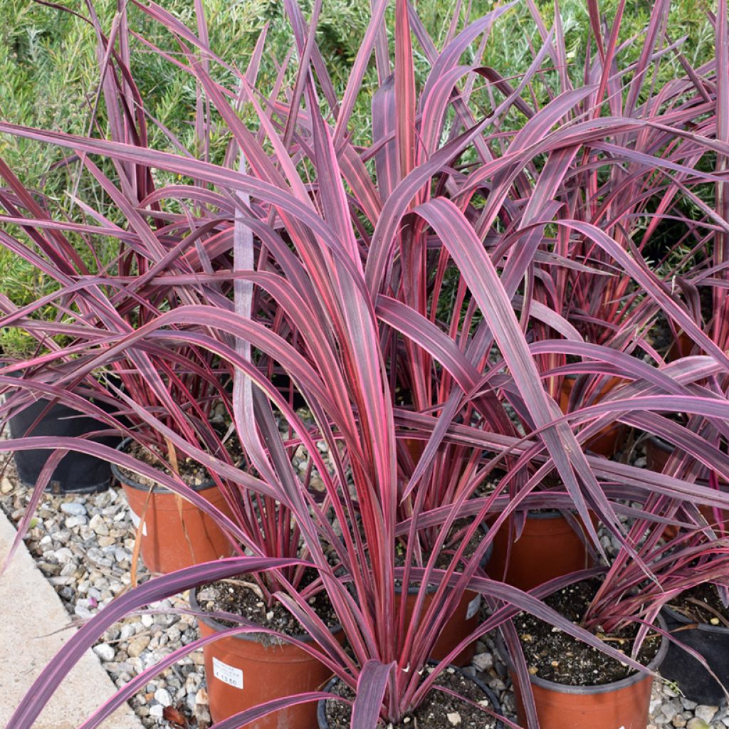 Cordyline australis Sunrise - Cordiline