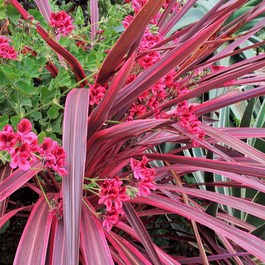 Cordyline banksii Electric Pink - Cordiline