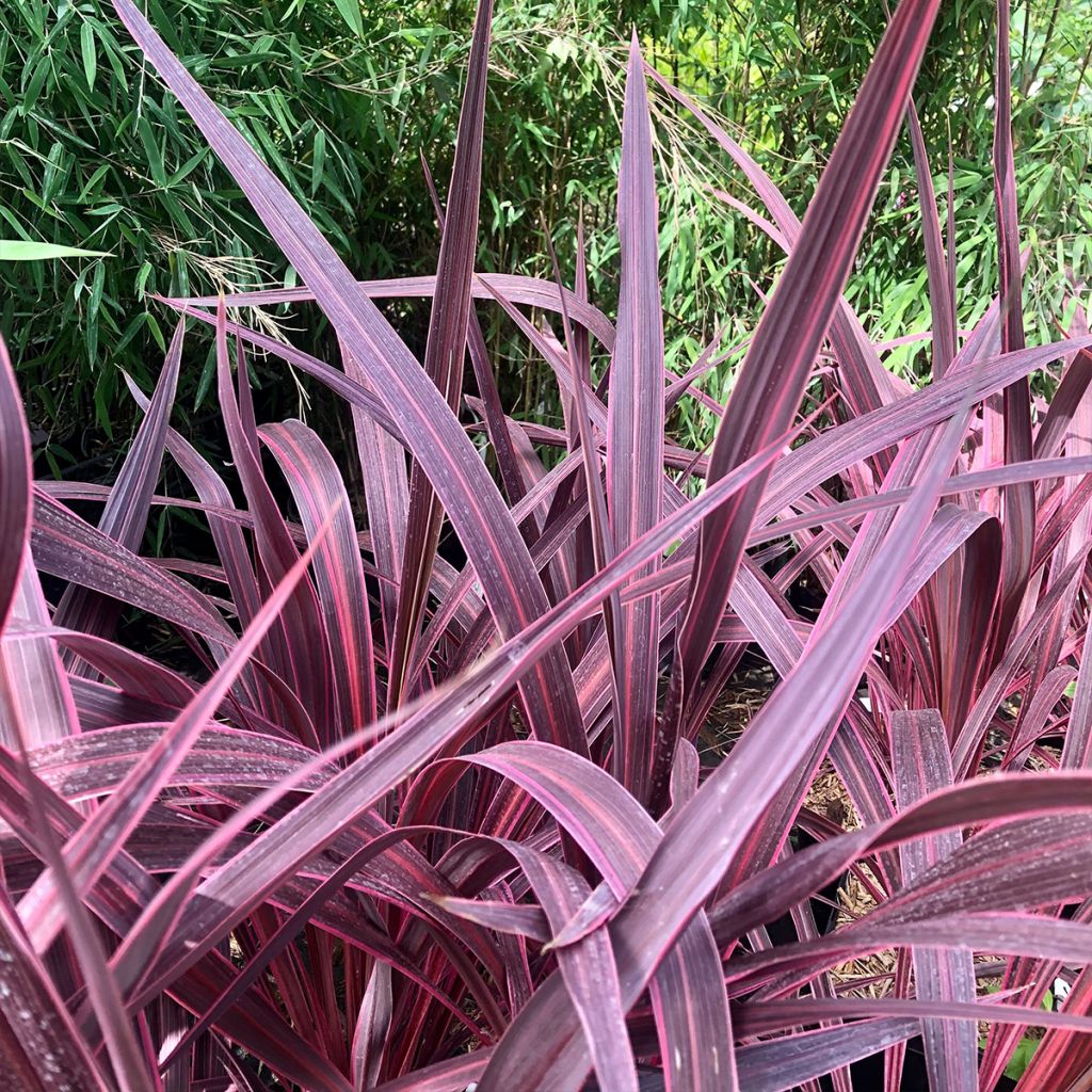 Cordyline banksii Electric Pink - Cordiline