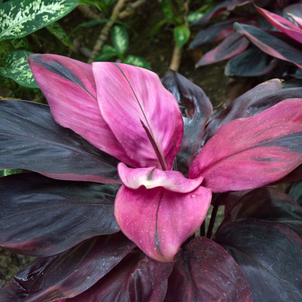 Cordyline fructicosa Purple Compacta - Cordiline