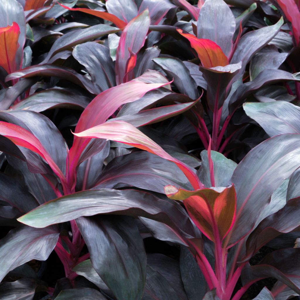 Cordyline fructicosa Purple Compacta - Cordiline